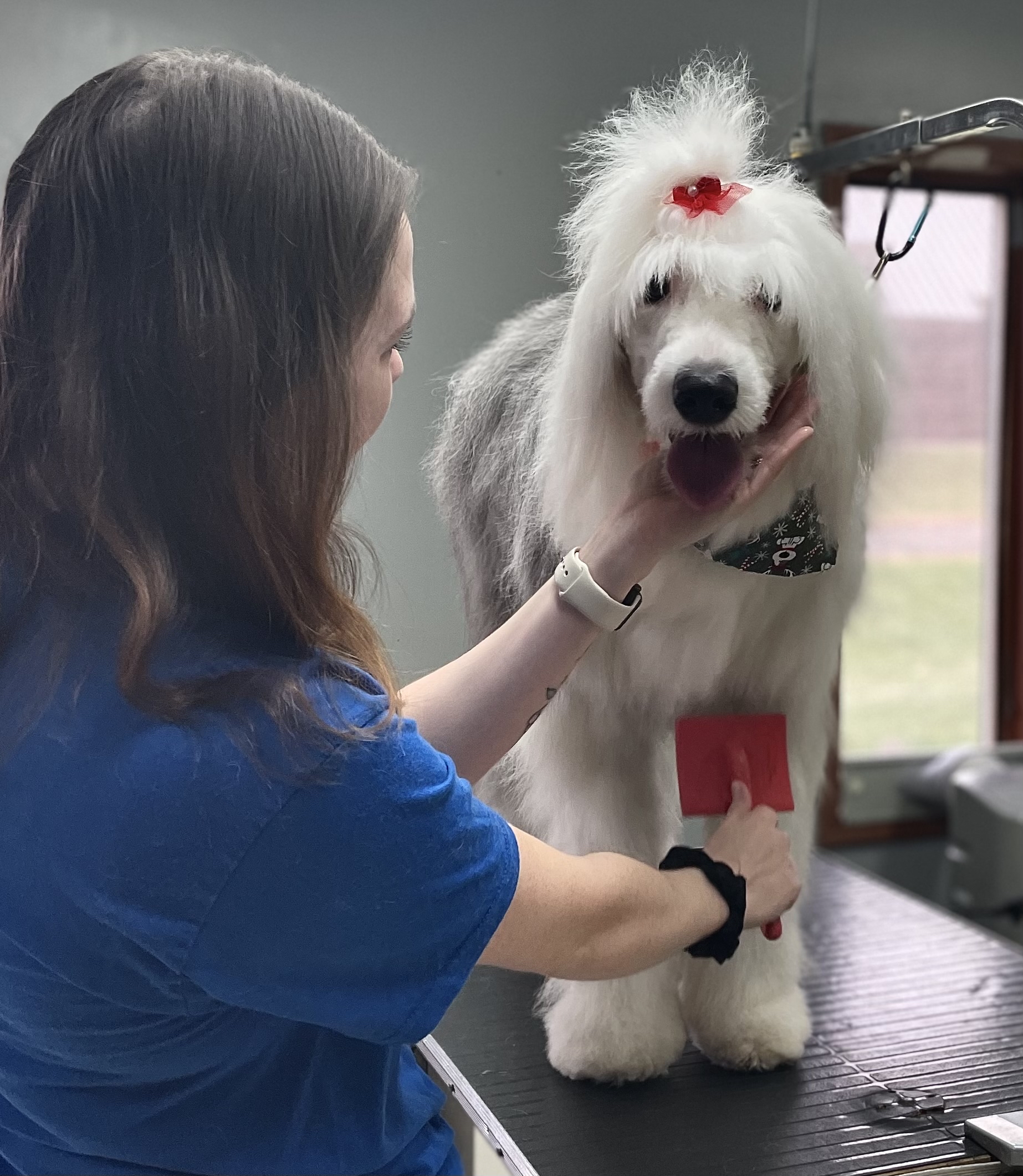 Large white dog being groomed by groomer Bittersweet Pet Resorts Niles MI