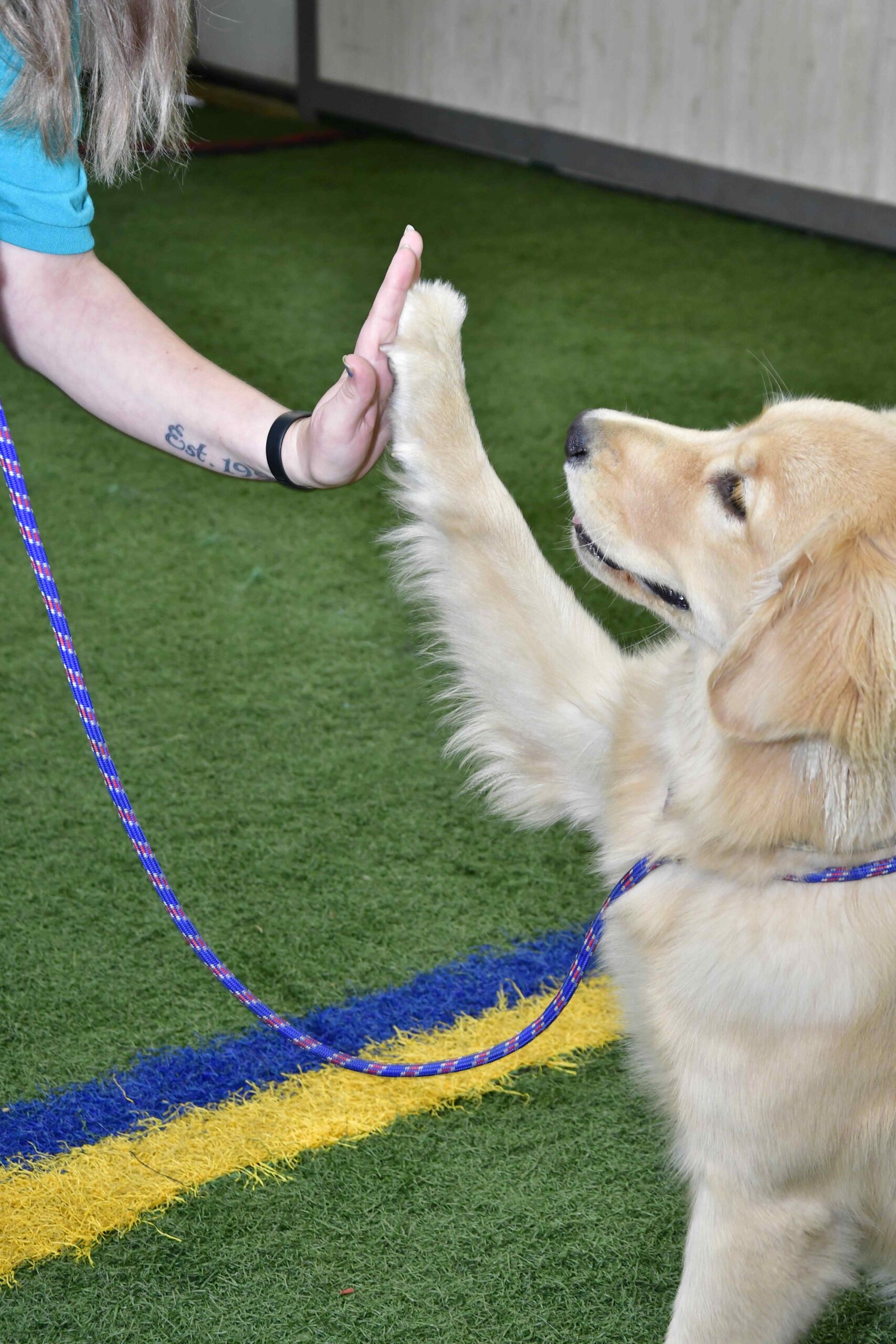 Golden retriever giving paw to staff member at dog training at Bittersweet Pet Resorts near South Bend, IN