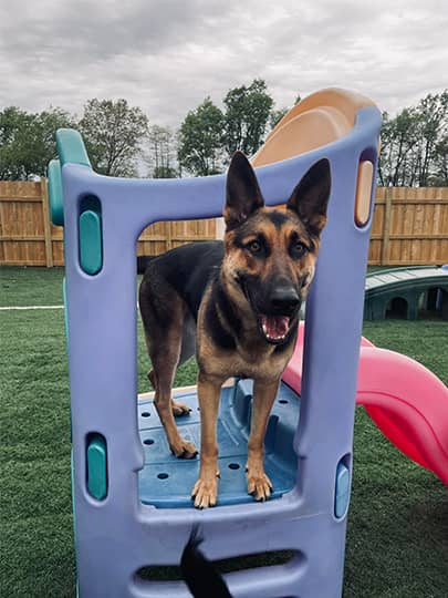 German Shephard standing on purple play equipment at Bittersweet Pet Resorts near South Bend, IN