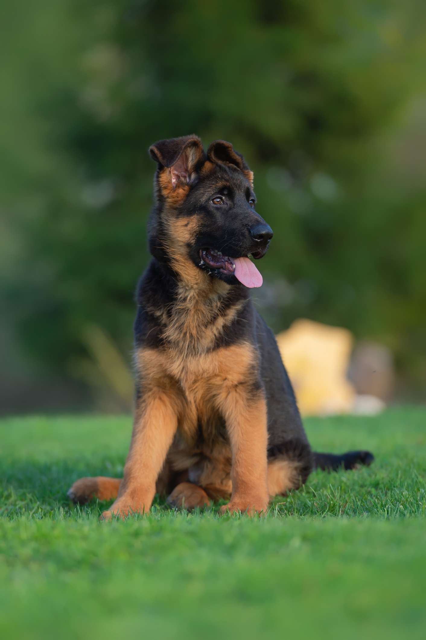 Cheerful German Shepherd Puppy Sitting on grass for Puppy Training at Bittersweet Pet Resorts in Valparaiso, IN