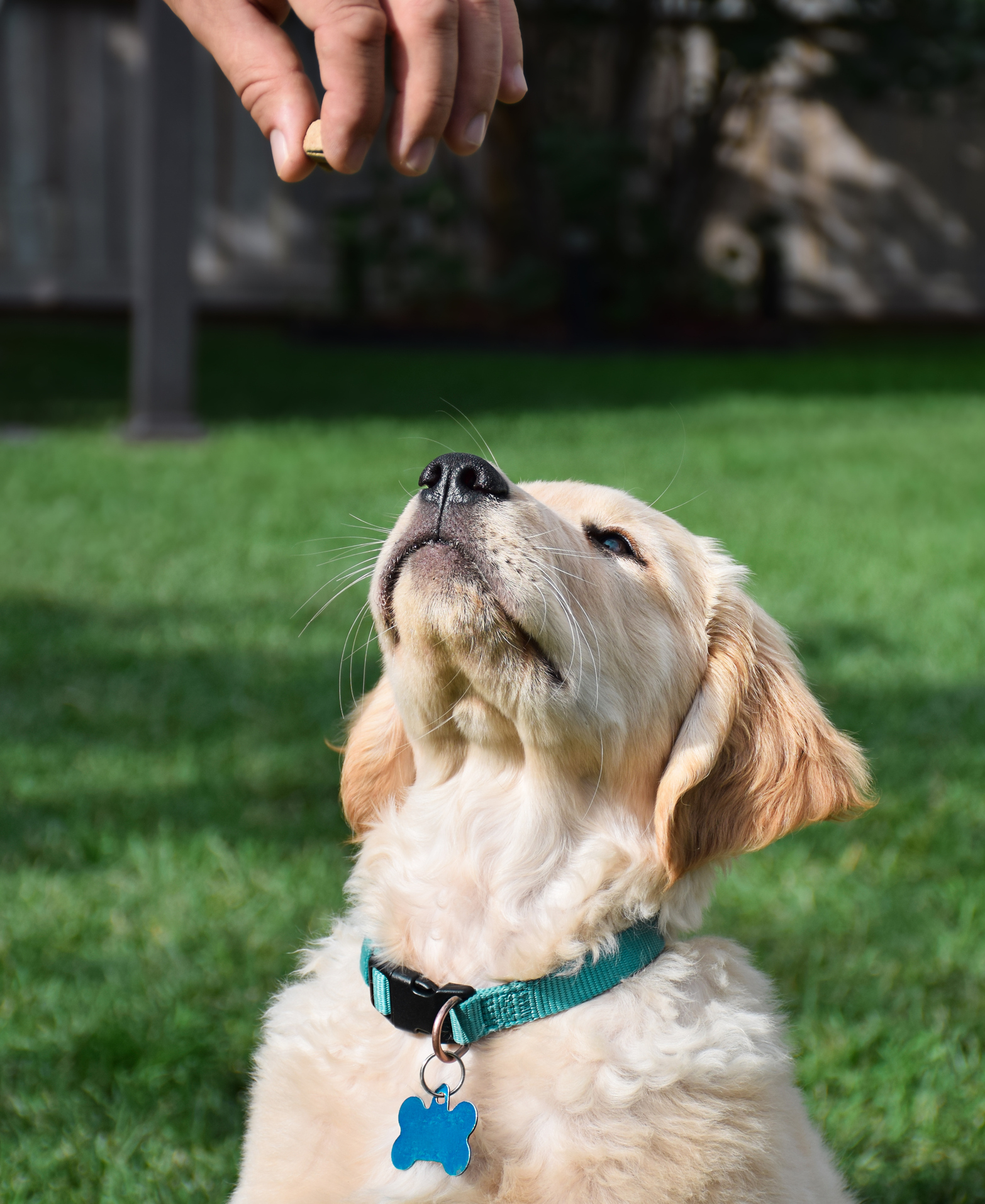Small golden retriever puppy getting a treat from person's hand for Puppy Training at Bittersweet Pet Resorts in Valparaiso, IN
