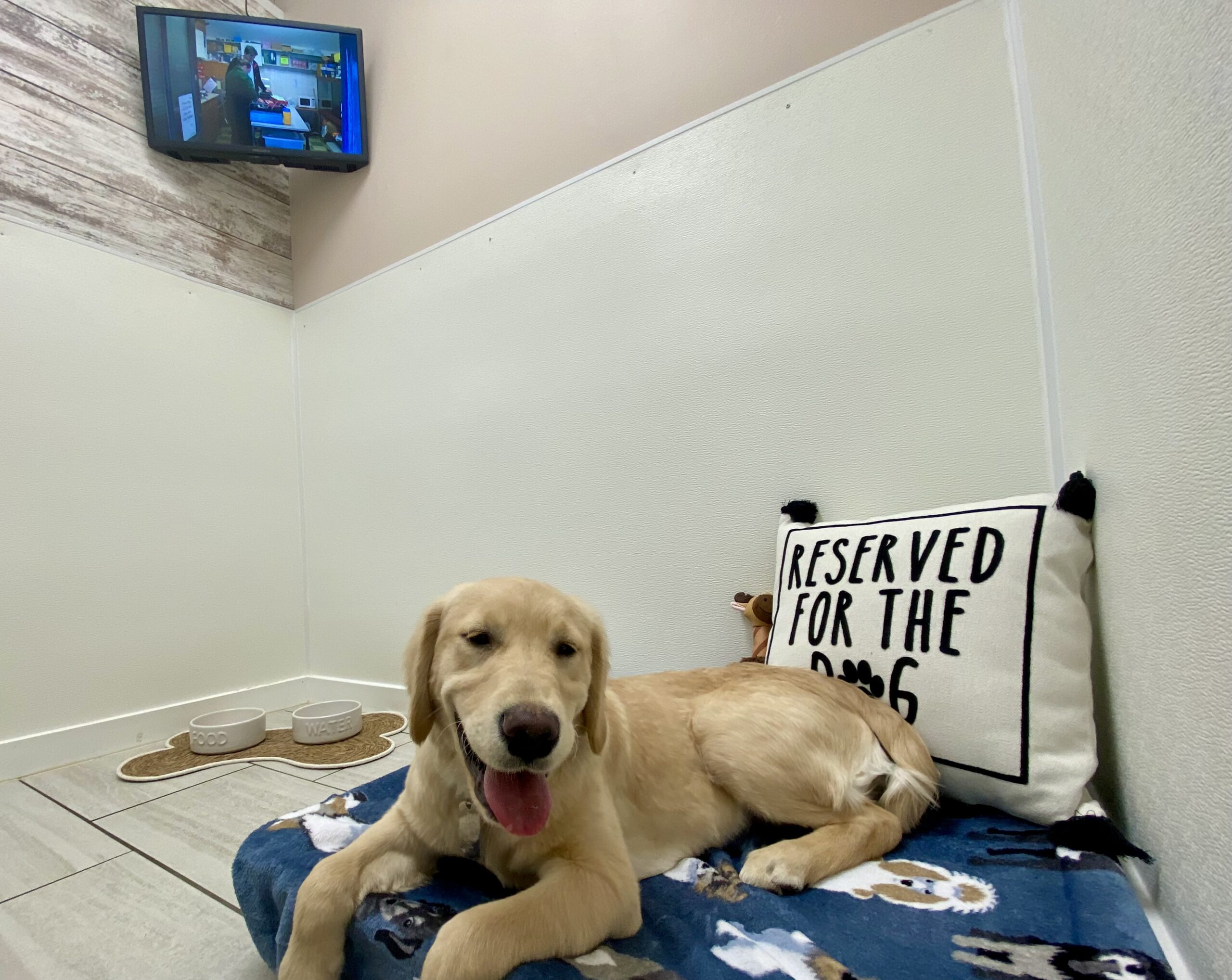 Happy dog in dog boarding suite at Bittersweet Pet Resorts near Goshen, IN