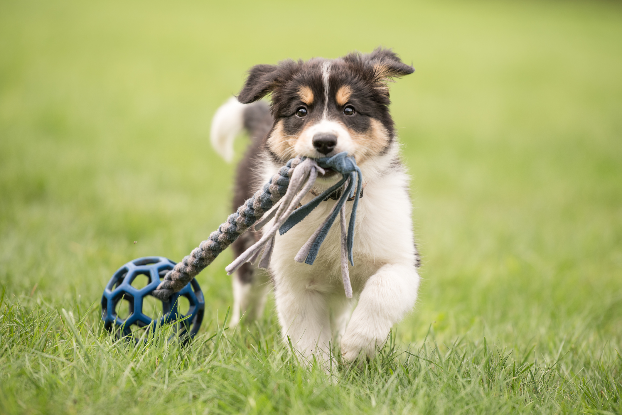 Border collie dog puppy running with chew toy for Puppy Training at Bittersweet Pet Resorts