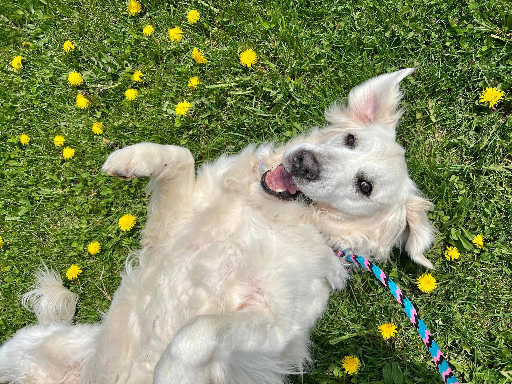 Happy dog laying in grass with yellow flowers at Bittersweet Pet Resorts near Granger, IN