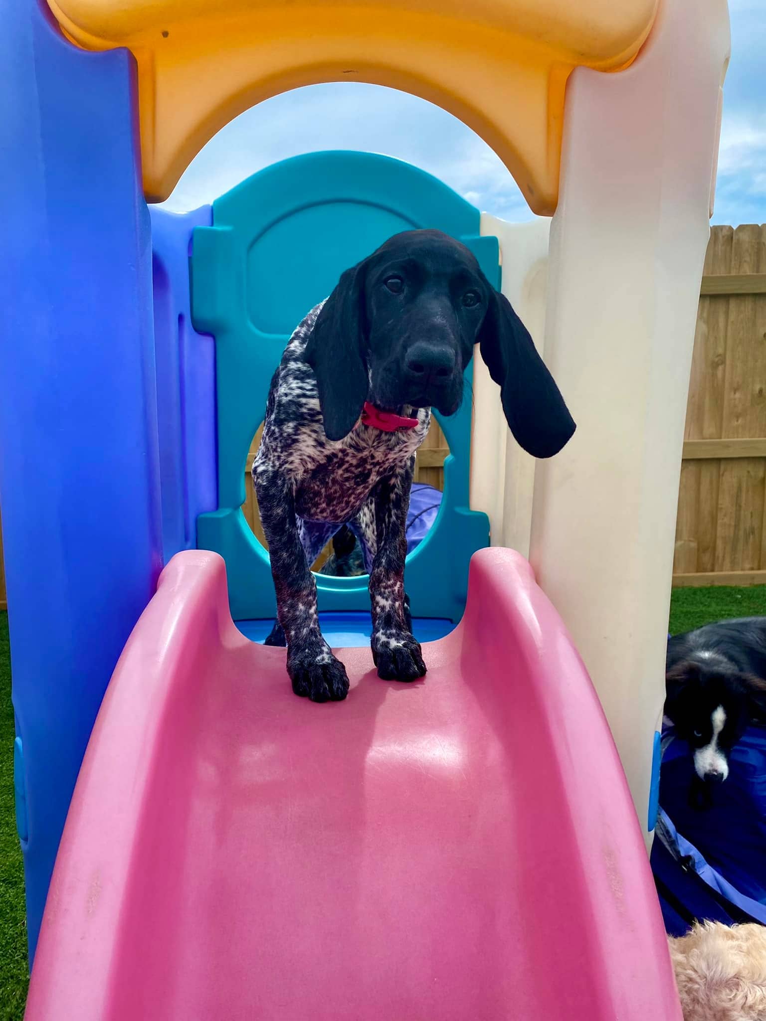Spotted puppy standing on pink slide at Bittersweet Pet Resorts near Schoolcraft, MI
