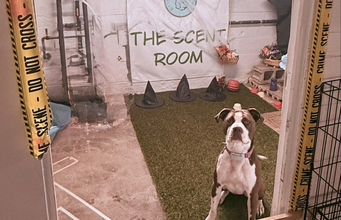 Dog sitting in The Scent Room at Bittersweet Pet Resorts for Dog Daycare near Michigan City, IN