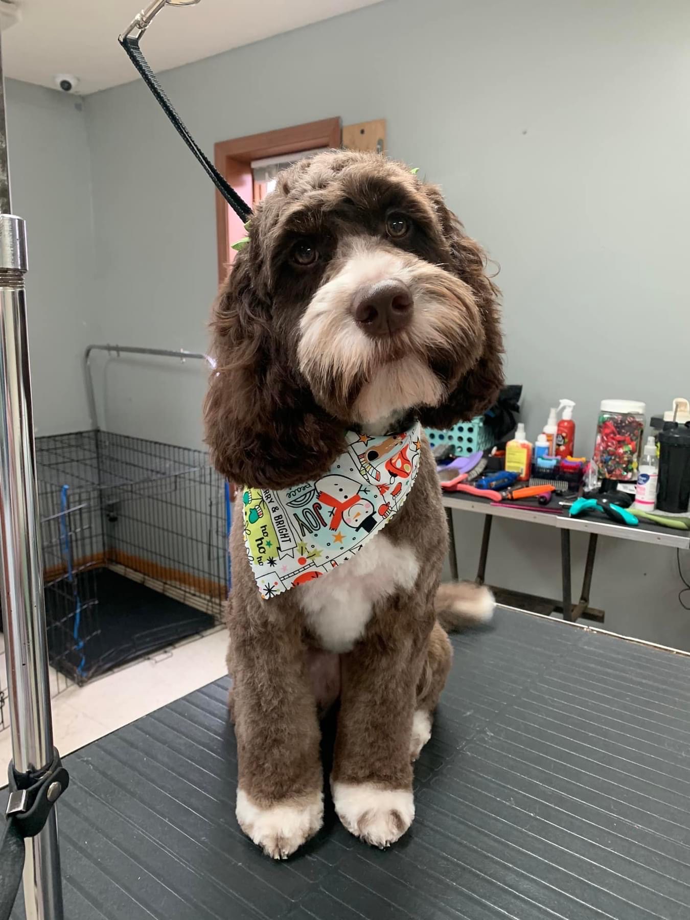 Fluffy brown dog wearing winter bandana after haircut at Bittersweet Pet Resorts for Dog Grooming in Kalamazoo, MI