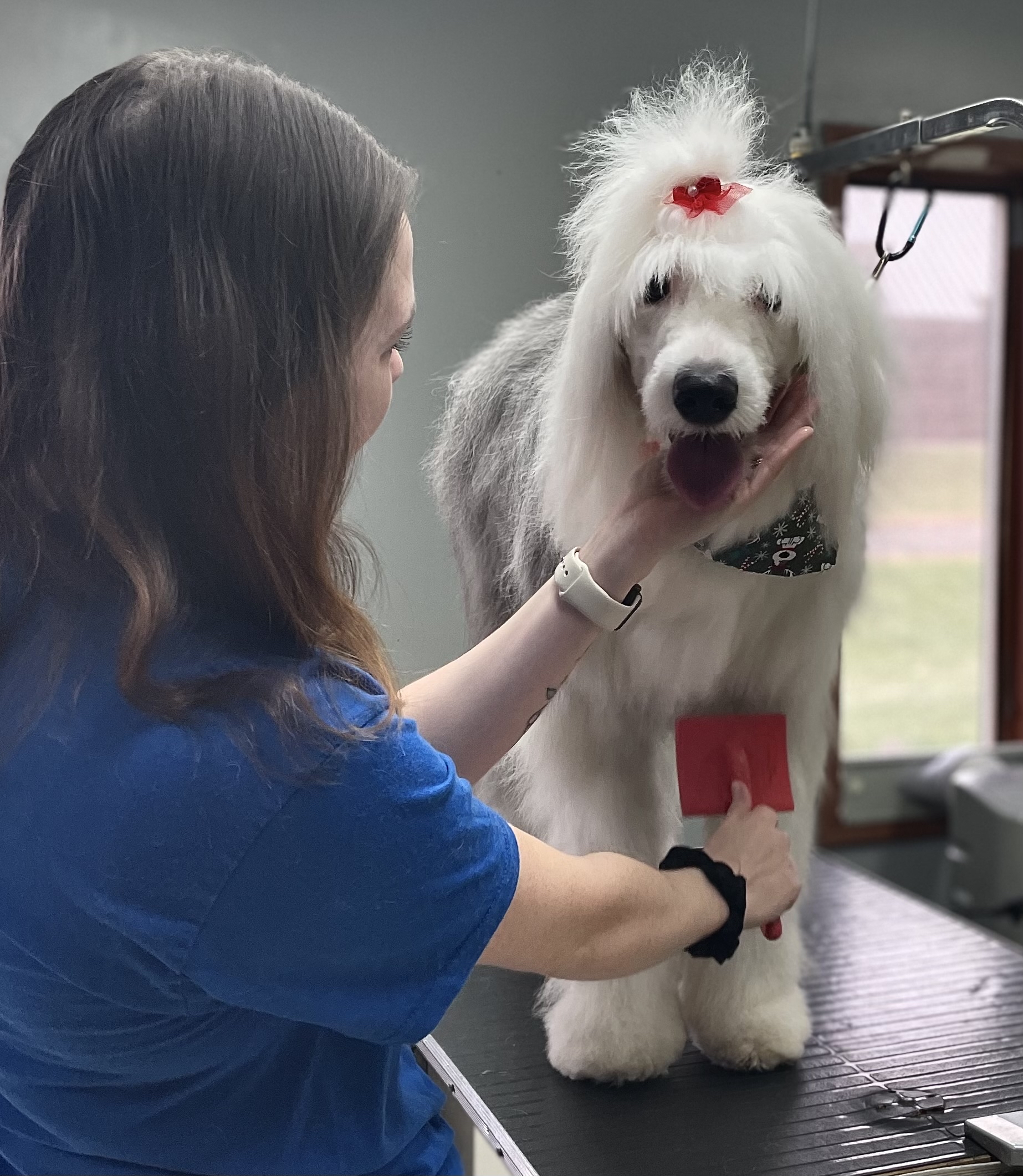 Fluffy white dog getting brushed at Bittersweet Pet Resorts for Dog Grooming in Kalamazoo, MI
