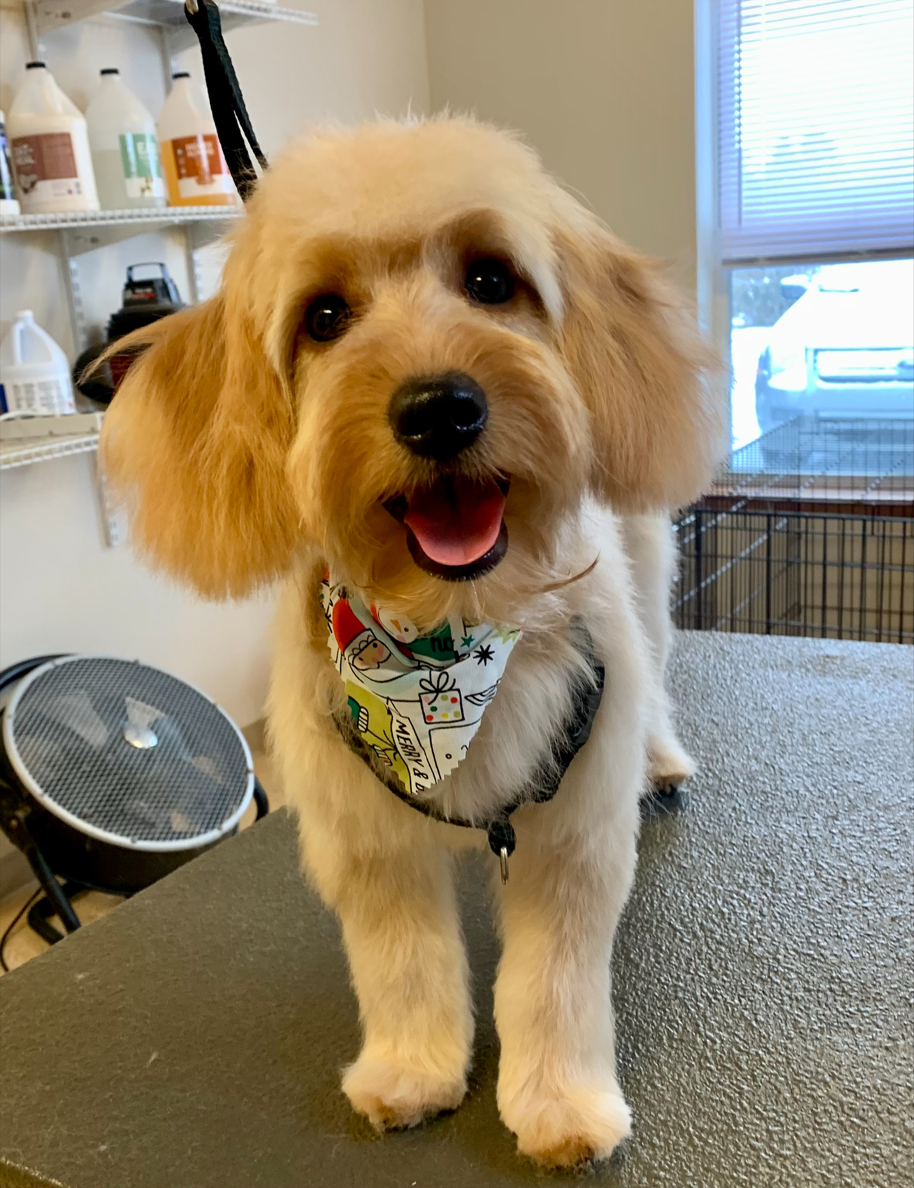 Happy yellow dog wearing winter bandana after haircut at Bittersweet Pet Resorts for Dog Grooming in Kalamazoo, MI