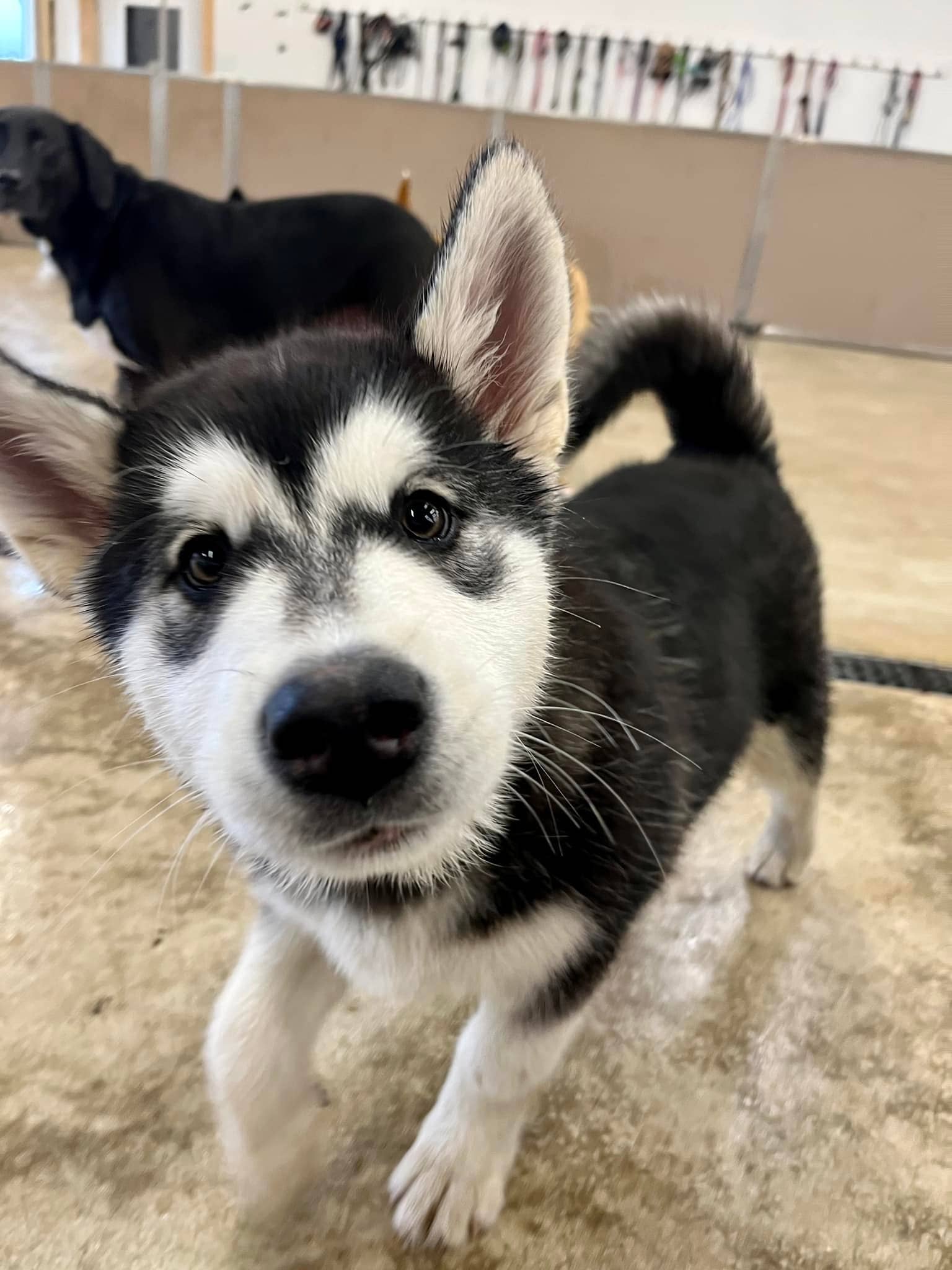 Husky puppy playing at Bittersweet Pet Resorts for Dog Daycare near Hobart, IN