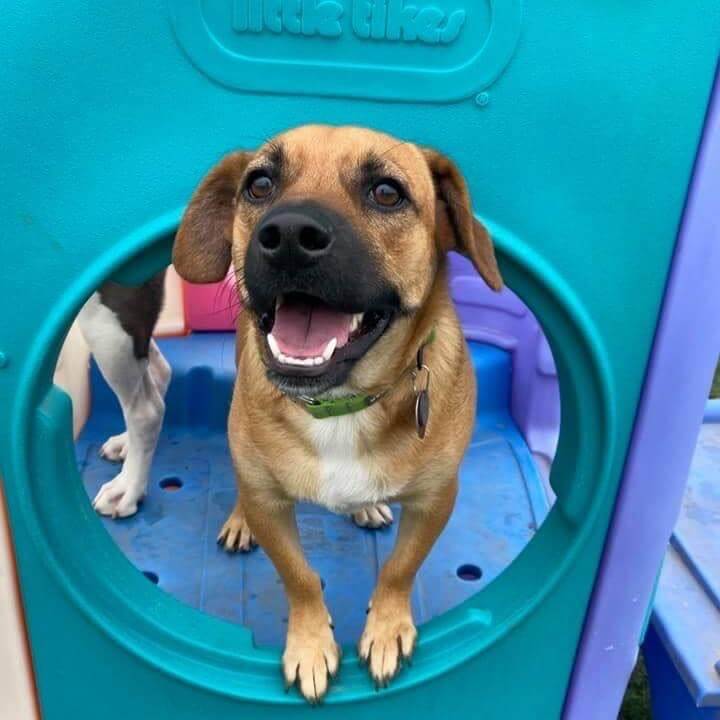 Small dog standing on play equipment smiling at Bittersweet Pet Resorts for Dog Daycare near Michigan City, IN