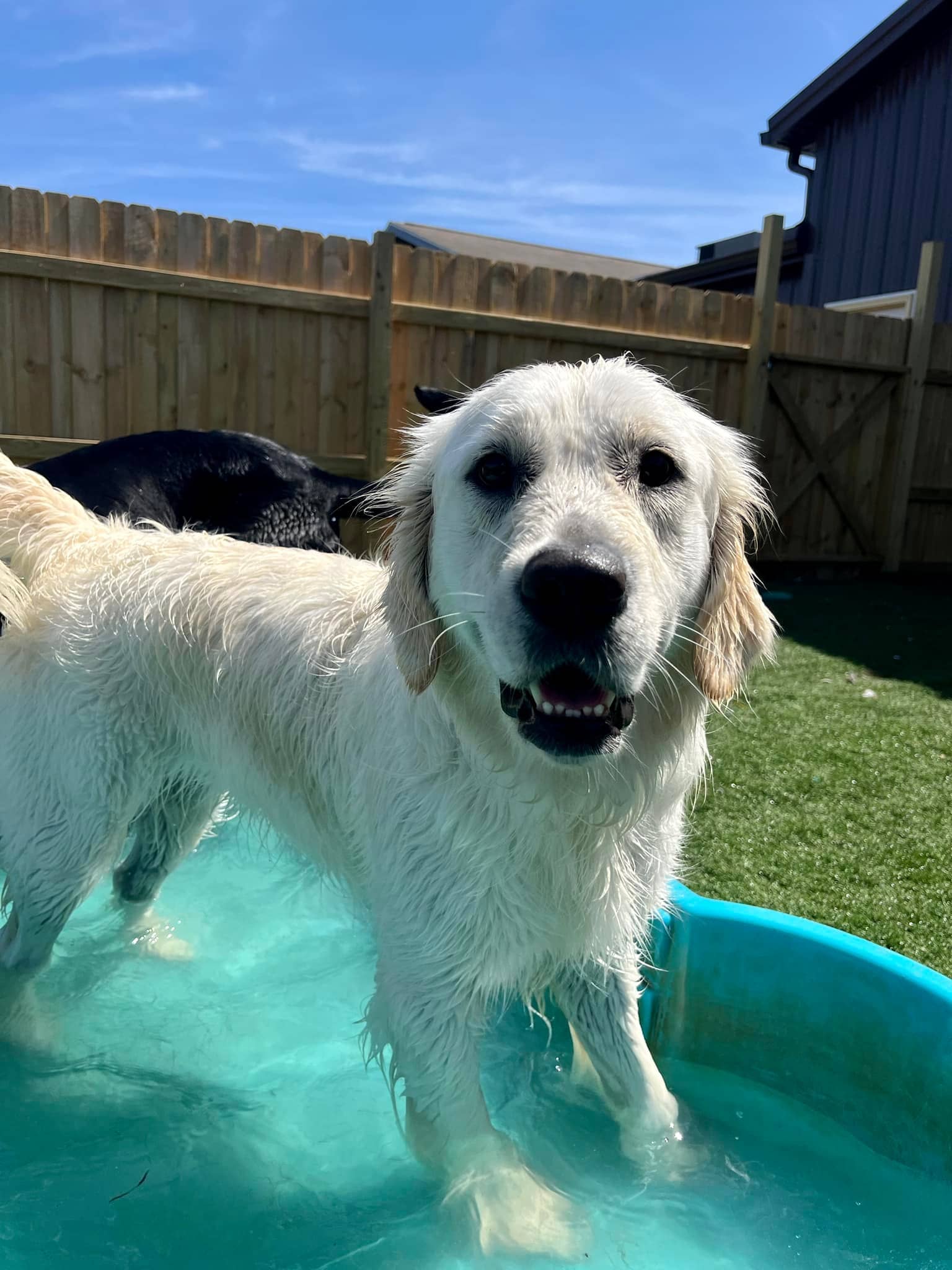 Yellow lab standing in blue kiddie pool at Bittersweet Pet Resorts for Dog Daycare near Hobart, IN